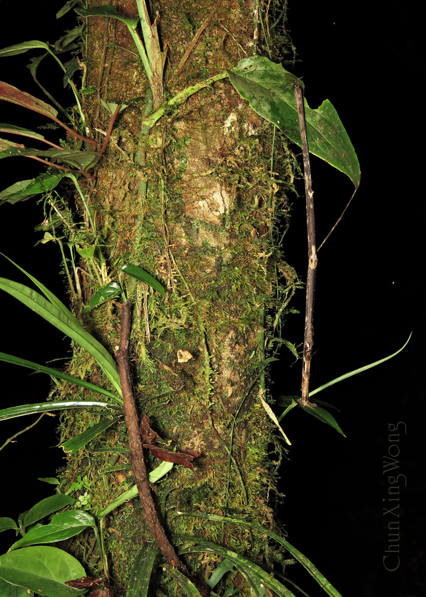 Something camouflaged A stick insect looking like a real stick, camouflaging on a mossy tree trunk. Most people and animals would easily walk pass without noticing it. This winged female is quite large, tip to tip about 200mm! 1stopborneo,Borneo,Geotagged,Malaysia,Winter,camouflage,mimicry,phasmid,wildlife
