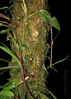 Something camouflaged A stick insect looking like a real stick, camouflaging on a mossy tree trunk. Most people and animals would easily walk pass without noticing it. This winged female is quite large, tip to tip about 200mm! 1stopborneo,Borneo,Geotagged,Malaysia,Winter,camouflage,mimicry,phasmid,wildlife
