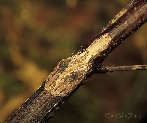 Stick Insect's little forewings A stick insect looking like a real stick, camouflaging on a mossy tree trunk. Most people and animals would easily walk pass without noticing it. This winged female is quite large, tip to tip about 200mm! 1stopborneo,Borneo,Geotagged,Malaysia,Winter,camouflage,mimicry,phasmid,wildlife