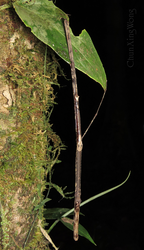 Looking like a stick A stick insect looking like a real stick, camouflaging on a mossy tree trunk. Most people and animals would easily walk pass without noticing it. This winged female is quite large, tip to tip about 200mm! 1stopborneo,Borneo,Geotagged,Malaysia,Winter,camouflage,mimicry,phasmid,wildlife