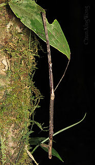 Looking like a stick A stick insect looking like a real stick, camouflaging on a mossy tree trunk. Most people and animals would easily walk pass without noticing it. This winged female is quite large, tip to tip about 200mm! 1stopborneo,Borneo,Geotagged,Malaysia,Winter,camouflage,mimicry,phasmid,wildlife
