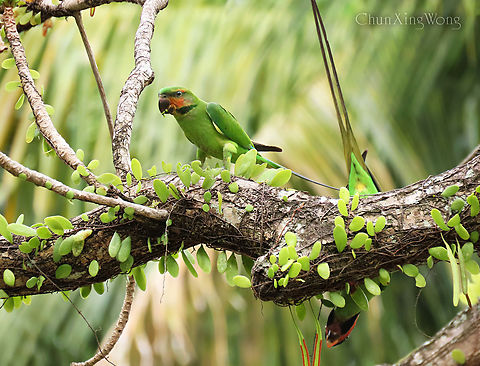 Parakeets with Long Tails! Happy World Wildlife Day! Mother Nature keeps on showing us with beautiful wildlife like these Long-tailed Parakeets and epiphytic rounded ferns. Hope everyone remembers that we are not the only ones living on this planet and we are sharing it with a great diversity of wildlife which makes our planet a much more interesting and healthy place to live in. 1stopborneo,Geotagged,Long-tailed parakeet,Malaysia,Psittacula longicauda,Spring,avian,birds,borneo,parrot,wildlife