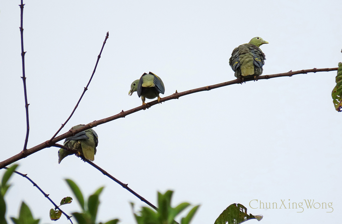 Large Green Pigeon Trio Three pigeons resting on a branch after they have eaten their fill of delicious figs from a nearby wild Ficus tree. These are beautiful birds and primarily feeds on large fruits in the lowland forest. Unfortunately they are listed as vulnerable species as forest lost is a major threat to them. 1stopborneo,Geotagged,Large green pigeon,Malaysia,Spring,Treron capellei,avians,birds,borneo,wildlife