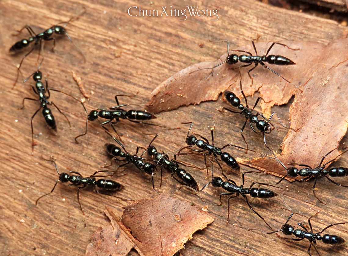 Forest Fire Ants These nocturnal ants swarm the forest floor at night in the thousands or millions and hunt any unlucky preys that are caught in their way. They are called Fire Ants for their powerful sharp stings that hurts like fire and even triggers allergic reactions to some people. There are several species of these Leptogenys fire ants and they are all recognized by their quick swarming march on the forest floor at night. This is one of the things that I am most afraid of when trekking in the forest at night as I have been brutally attacked by them hundreds of times. 1stopborneo,Fall,Geotagged,Malaysia,ants,borneo,entomology,insects,macro,nightwalk,wildlife