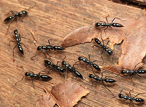 Forest Fire Ants These nocturnal ants swarm the forest floor at night in the thousands or millions and hunt any unlucky preys that are caught in their way. They are called Fire Ants for their powerful sharp stings that hurts like fire and even triggers allergic reactions to some people. There are several species of these Leptogenys fire ants and they are all recognized by their quick swarming march on the forest floor at night. This is one of the things that I am most afraid of when trekking in the forest at night as I have been brutally attacked by them hundreds of times. 1stopborneo,Fall,Geotagged,Malaysia,ants,borneo,entomology,insects,macro,nightwalk,wildlife