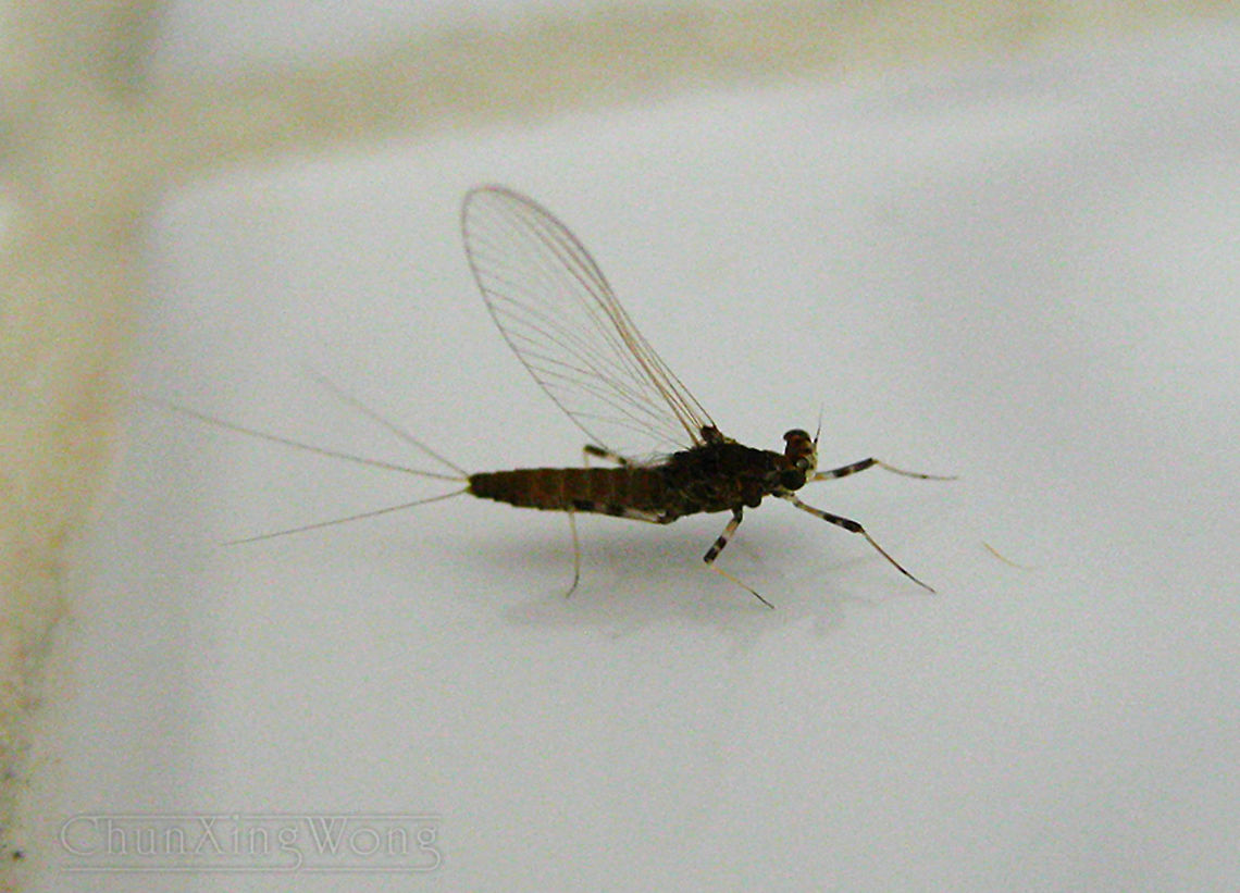 Mayfly A small female mayfly on a wall attracted to the bright lights at night. Females can be distinguished from males from the eyes. There is a river nearby so mayflies are quite abundant in this area. There could be 50-100 recorded species of mayflies on Borneo. Mayflies are still poorly known especially from the northern parts of Borneo. Geotagged,Malaysia,Winter