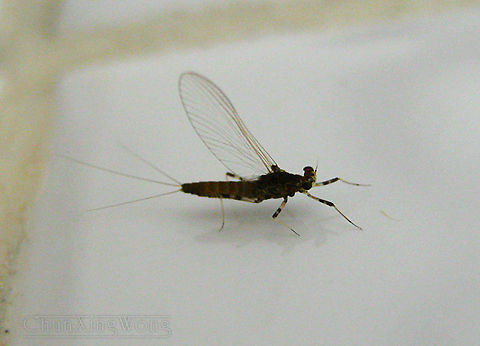 Mayfly A small female mayfly on a wall attracted to the bright lights at night. Females can be distinguished from males from the eyes. There is a river nearby so mayflies are quite abundant in this area. There could be 50-100 recorded species of mayflies on Borneo. Mayflies are still poorly known especially from the northern parts of Borneo. Geotagged,Malaysia,Winter