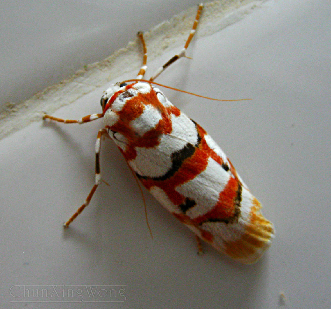 Malayan Tiger Moth A tiger moth with clear warning colours to mark its toxicity / poisonous. Most likely a male C. malayensis which most of the species under the Cyana genus are very similar in coloration and patterns - red and white stripes with black spots and orange wing tip. These colours make them stand out but as something that should be stayed away from. <br />
<br />
Found resting on the white wall of the lodge, attracted to the building&#039;s night lights in the tropical lowland rainforest of Tawau Hills Park, Sabah, Malaysia (Borneo).<br />
<br />
<br />
<br />
 Cyana malayensis,Geotagged,Malaysia,Winter