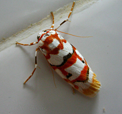 Malayan Tiger Moth A tiger moth with clear warning colours to mark its toxicity / poisonous. Most likely a male C. malayensis which most of the species under the Cyana genus are very similar in coloration and patterns - red and white stripes with black spots and orange wing tip. These colours make them stand out but as something that should be stayed away from. 

Found resting on the white wall of the lodge, attracted to the building's night lights in the tropical lowland rainforest of Tawau Hills Park, Sabah, Malaysia (Borneo).



 Cyana malayensis,Geotagged,Malaysia,Winter