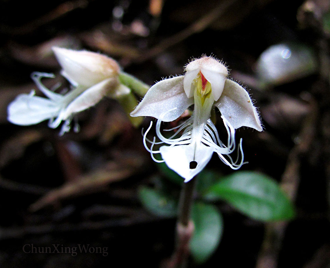 Marbled Jewel Orchid Flowers This orchid (Anoectochilus monicae) is strictly endemic only to the mountains in Sabah, North Borneo.<br />
<br />
Marbled Jewel Orchid (Anoectochilus spp.) are named for their beautiful bright intricate vein patterns on their leaves. Unlike most orchids, Jewel Orchids are more well known for their leaves rather than their flowers. Flowers are also rare to witness due to specific conditions during certain seasons to make it bloom. The flowers of this orchid species have obvious &quot;filaments&quot; which makes it very unusual compared to other orchid groups. There are also tiny hairs on the petals. The largest leaf is almost 50 mm while the whole plant is around 120 mm tall. Only grow low in the montane rainforest floor where it is dark and cool. <br />
<br />
Jewel Orchids from the Macodes genus are also known for their interesting leaves.<br />
<br />
Genus ID thanks to Patrick Sodusta.<br />
 Anoectochilus monicae,Geotagged,Malaysia,Summer