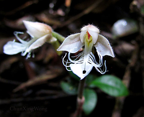 Marbled Jewel Orchid Flowers This orchid (Anoectochilus monicae) is strictly endemic only to the mountains in Sabah, North Borneo.

Marbled Jewel Orchid (Anoectochilus spp.) are named for their beautiful bright intricate vein patterns on their leaves. Unlike most orchids, Jewel Orchids are more well known for their leaves rather than their flowers. Flowers are also rare to witness due to specific conditions during certain seasons to make it bloom. The flowers of this orchid species have obvious "filaments" which makes it very unusual compared to other orchid groups. There are also tiny hairs on the petals. The largest leaf is almost 50 mm while the whole plant is around 120 mm tall. Only grow low in the montane rainforest floor where it is dark and cool. 

Jewel Orchids from the Macodes genus are also known for their interesting leaves.

Genus ID thanks to Patrick Sodusta.
 Anoectochilus monicae,Geotagged,Malaysia,Summer