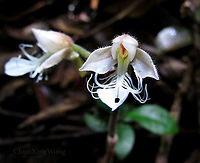 Marbled Jewel Orchid Flowers This orchid (Anoectochilus monicae) is strictly endemic only to the mountains in Sabah, North Borneo.<br />
<br />
Marbled Jewel Orchid (Anoectochilus spp.) are named for their beautiful bright intricate vein patterns on their leaves. Unlike most orchids, Jewel Orchids are more well known for their leaves rather than their flowers. Flowers are also rare to witness due to specific conditions during certain seasons to make it bloom. The flowers of this orchid species have obvious "filaments" which makes it very unusual compared to other orchid groups. There are also tiny hairs on the petals. The largest leaf is almost 50 mm while the whole plant is around 120 mm tall. Only grow low in the montane rainforest floor where it is dark and cool. <br />
<br />
Jewel Orchids from the Macodes genus are also known for their interesting leaves.<br />
<br />
Genus ID thanks to Patrick Sodusta.<br />
 Anoectochilus monicae,Geotagged,Malaysia,Summer