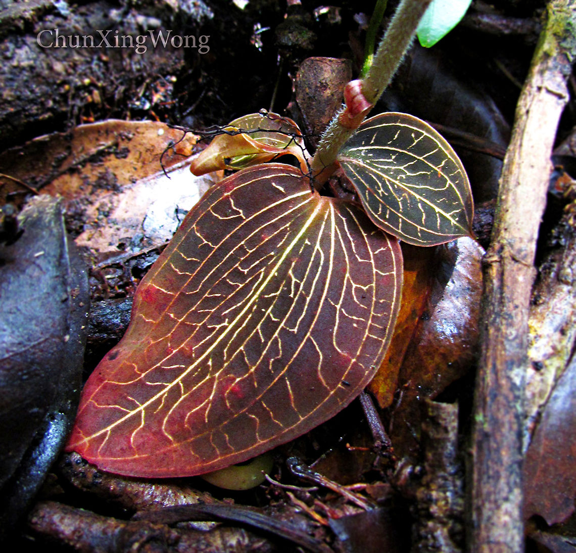 Marbled Jewel Orchid Leaves This orchid (Anoectochilus monicae) is strictly endemic only to the mountains in Sabah, North Borneo.<br />
<br />
Marbled Jewel Orchid (Anoectochilus spp.) are named for their beautiful bright intricate vein patterns on their leaves. Unlike most orchids, Jewel Orchids are more well known for their leaves rather than their flowers. Flowers are also rare to witness due to specific conditions during certain seasons to make it bloom. The flowers of this orchid species have obvious "filaments" which makes it very unusual compared to other orchid groups. There are also tiny hairs on the petals. The largest leaf is almost 50 mm while the whole plant is around 120 mm tall. Only grow low in the montane rainforest floor where it is dark and cool. <br />
<br />
Jewel Orchids from the Macodes genus are also known for their interesting leaves.<br />
<br />
Genus ID thanks to Patrick Sodusta.<br />
 Anoectochilus monicae,Geotagged,Malaysia,Summer