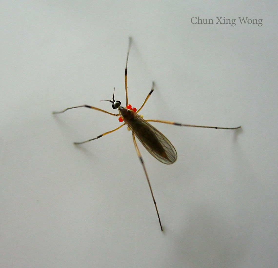 Parasitized Crane Fly A 5mm fly carrying 3 external parasitic mites on its thorax. Found resting on a wall at night. Could be a Limoniinae<br />
<br />
 Geotagged,Malaysia,Winter