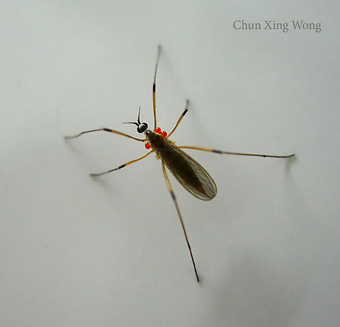 Parasitized Crane Fly A 5mm fly carrying 3 external parasitic mites on its thorax. Found resting on a wall at night. Could be a Limoniinae

 Geotagged,Malaysia,Winter