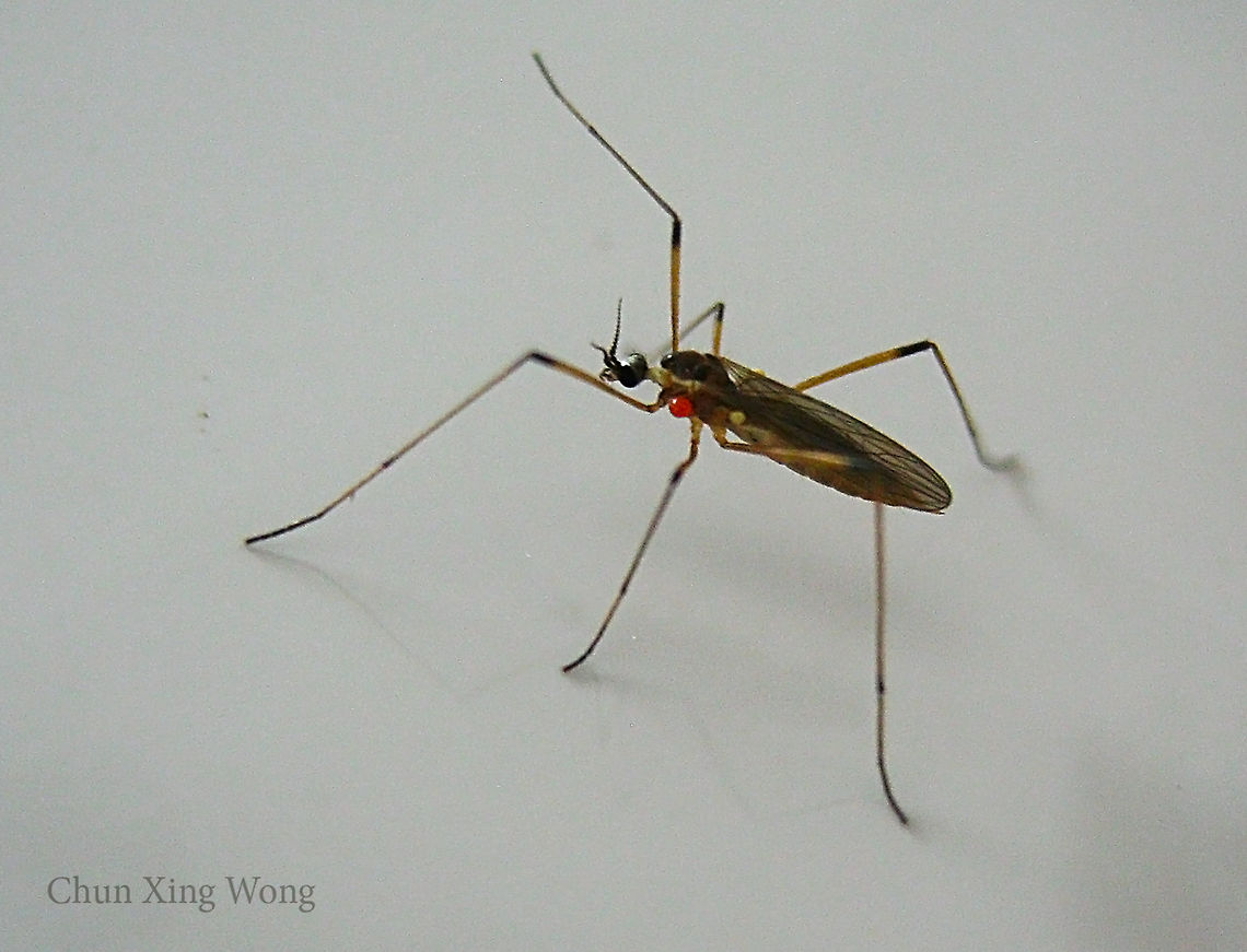 Parasitized Crane Fly A 5mm fly carrying 3 external parasitic mites on its thorax. Found resting on a wall at night. Could be a Limoniinae<br />
<br />
 Geotagged,Malaysia,Winter
