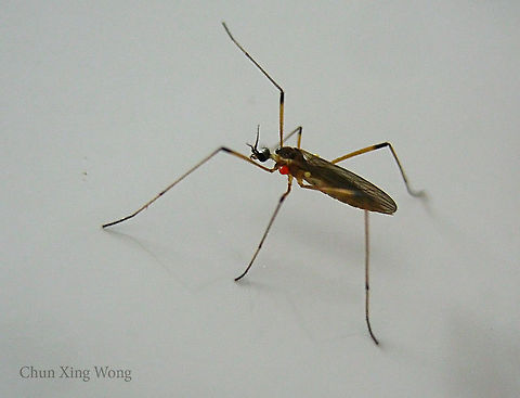 Parasitized Crane Fly A 5mm fly carrying 3 external parasitic mites on its thorax. Found resting on a wall at night. Could be a Limoniinae

 Geotagged,Malaysia,Winter