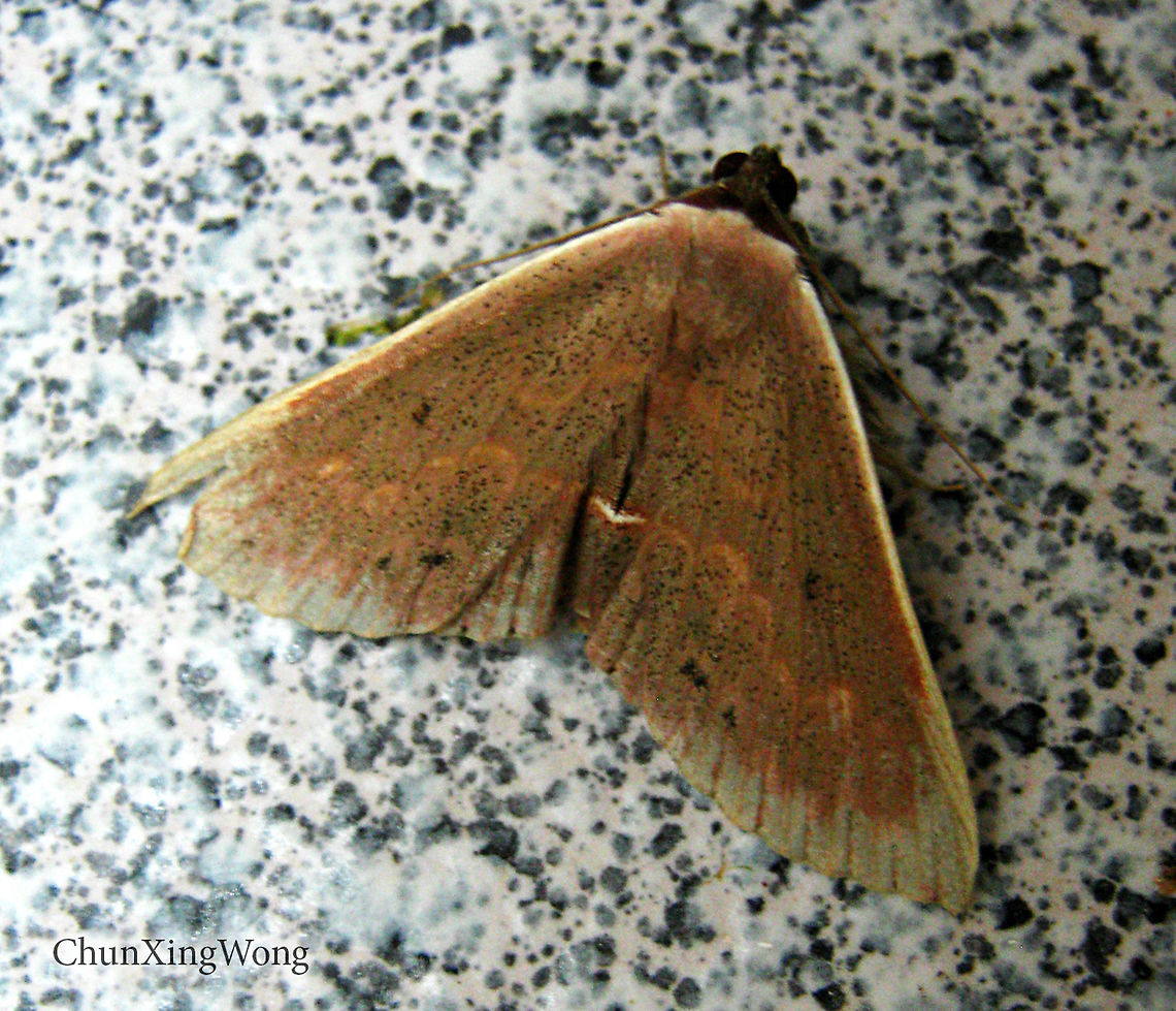 Brownish Peach Moth Looks like an Owlet (Noctuidae) or Pyraloid (Pyralidae) Moth. 27mm wingspan. Have a bright whitish margin on the wings.<br />
<br />
 Geotagged,Malaysia,Winter
