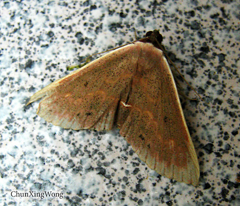 Brownish Peach Moth Looks like an Owlet (Noctuidae) or Pyraloid (Pyralidae) Moth. 27mm wingspan. Have a bright whitish margin on the wings.

 Geotagged,Malaysia,Winter
