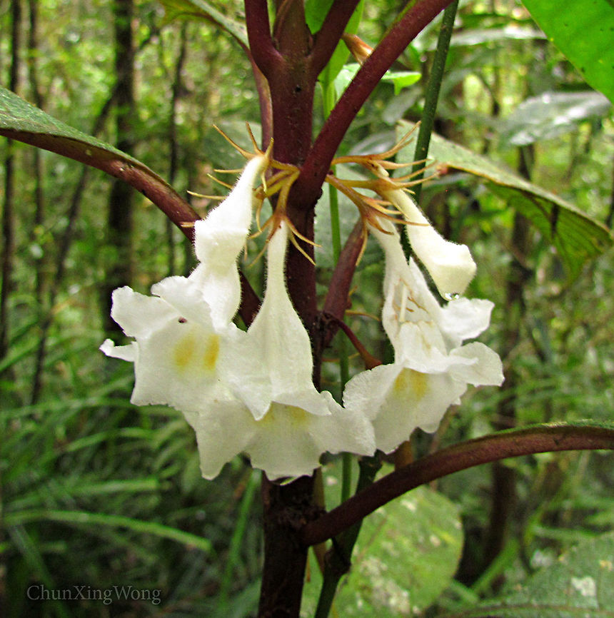 Cyrtandra Flowers Looks like Rhododendron but it is from the Cyrtandra genus. Growing in a montane rainforest at 1600m a.s.l. Geotagged,Malaysia,Summer
