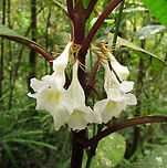 Cyrtandra Flowers Looks like Rhododendron but it is from the Cyrtandra genus. Growing in a montane rainforest at 1600m a.s.l. Geotagged,Malaysia,Summer