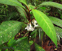 Cyrtandra plant Looks like Rhododendron but it is from the Cyrtandra genus. Growing in a montane rainforest at 1600m a.s.l.<br />
<br />
<br />
 Geotagged,Malaysia,Summer