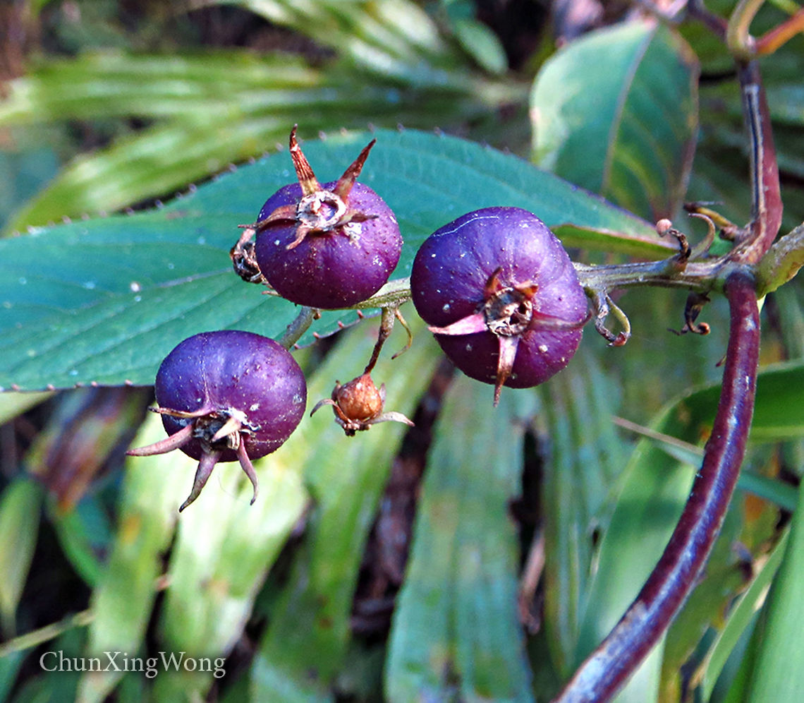Purple Berries Lobelia borneensis. ID thanks to Shawn Odonnell<br />
<br />
Growing in an open area. Flowers not seen. Wild berry-like fruits. Fruits purple when ripe, green when unripe. Could be a climber.  1500m a.s.l. <br />
 Geotagged,Lobelia borneensis,Malaysia,Winter