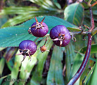 Purple Berries Lobelia borneensis. ID thanks to Shawn Odonnell<br />
<br />
Growing in an open area. Flowers not seen. Wild berry-like fruits. Fruits purple when ripe, green when unripe. Could be a climber.  1500m a.s.l. <br />
 Geotagged,Lobelia borneensis,Malaysia,Winter