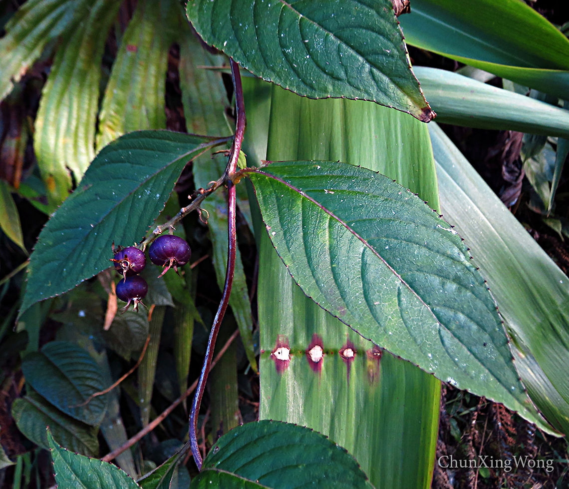 Purple Berry Plant Lobelia borneensis. ID thanks to Shawn Odonnell<br />
<br />
Growing in an open area. Flowers not seen. Wild berry-like fruits. Fruits purple when ripe, green when unripe. Could be a climber.  1500m a.s.l. <br />
 Geotagged,Lobelia borneensis,Malaysia,Winter