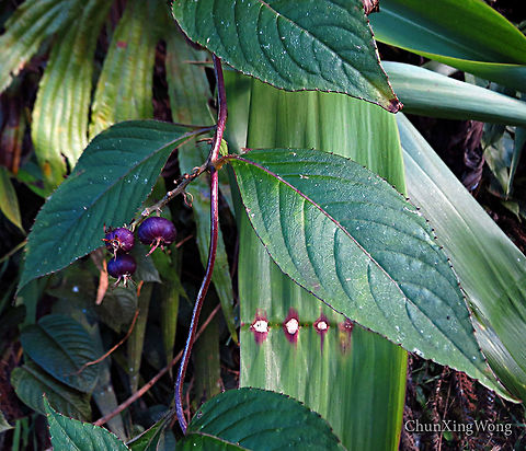 Purple Berry Plant Lobelia borneensis. ID thanks to Shawn Odonnell

Growing in an open area. Flowers not seen. Wild berry-like fruits. Fruits purple when ripe, green when unripe. Could be a climber.  1500m a.s.l. 
 Geotagged,Lobelia borneensis,Malaysia,Winter