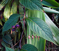 Purple Berry Plant Lobelia borneensis. ID thanks to Shawn Odonnell<br />
<br />
Growing in an open area. Flowers not seen. Wild berry-like fruits. Fruits purple when ripe, green when unripe. Could be a climber.  1500m a.s.l. <br />
 Geotagged,Lobelia borneensis,Malaysia,Winter