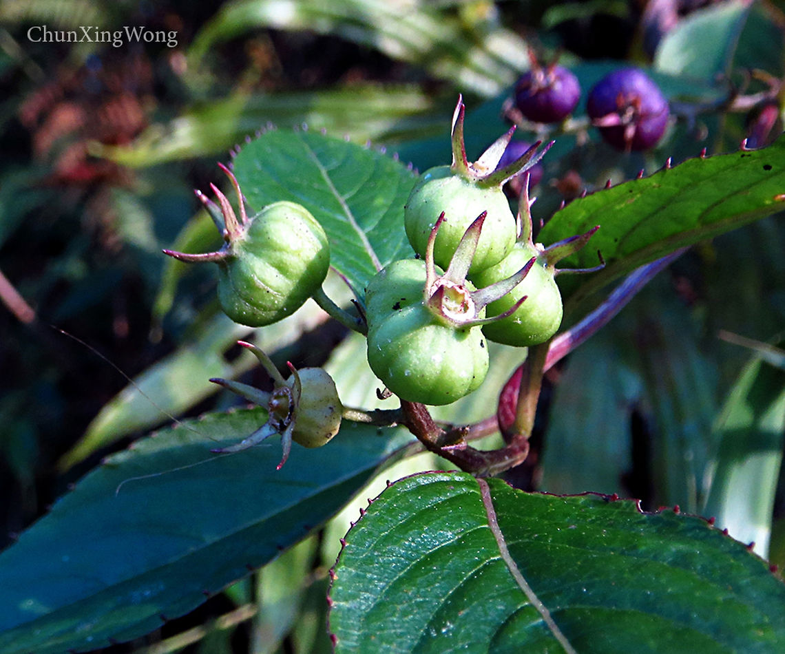 Unripe Purple Berries Lobelia borneensis. ID thanks to Shawn Odonnell<br />
<br />
Growing in an open area. Flowers not seen. Wild berry-like fruits. Fruits purple when ripe, green when unripe. Could be a climber.  1500m a.s.l. <br />
 Geotagged,Lobelia borneensis,Malaysia,Winter