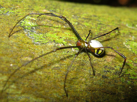 Sabahan Web Spider A recently described species of Tetragnathid spider (Long-jawed orbweaver) in 2016. The species is named after the Malaysian state of Sabah where it was first discovered. It may be found in other parts of Borneo as well. Geotagged,Leucauge sabahan,Malaysia,Summer