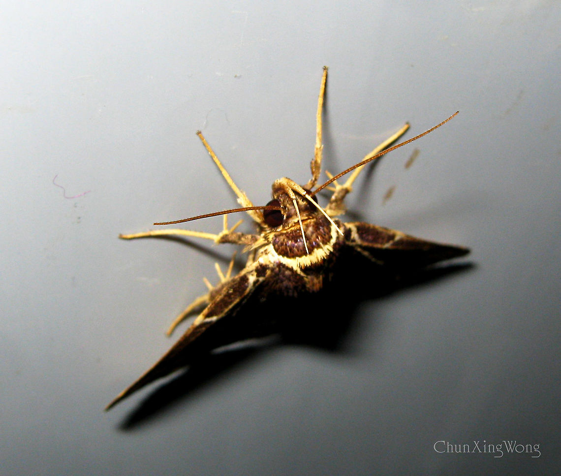 Checkered Owlet Moth Beautiful Erebidae moth with clear long palpi showing. Wing patterns with seemingly checkered creamy white lines on dark brown wings. Attracted to the building lights in a primary rainforest.<br />
<br />
Same as:<br />
<a href="https://www.jungledragon.com/image/86787" rel="nofollow">https://www.jungledragon.com/image/86787</a><br />
<a href="https://www.jungledragon.com/image/86785" rel="nofollow">https://www.jungledragon.com/image/86785</a><br />
<a href="https://www.jungledragon.com/image/86786" rel="nofollow">https://www.jungledragon.com/image/86786</a><br />
<a href="https://www.jungledragon.com/image/86789" rel="nofollow">https://www.jungledragon.com/image/86789</a><br />
<a href="https://www.jungledragon.com/image/86788" rel="nofollow">https://www.jungledragon.com/image/86788</a> 1stopborneo,Borneo,Erebidae,Fobeades crucialis,Geotagged,Malaysia,Winter,insects,lepidoptera,moth,sabah,tawau