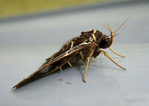 Checkered Owlet Moth Beautiful Erebidae moth with clear long palpi showing. Wing patterns with seemingly checkered creamy white lines on dark brown wings. Attracted to the building lights in a primary rainforest.

Same as:
https://www.jungledragon.com/image/86787
https://www.jungledragon.com/image/86785
https://www.jungledragon.com/image/86786
https://www.jungledragon.com/image/86789
https://www.jungledragon.com/image/86788 1stopborneo,Borneo,Erebidae,Fobeades crucialis,Geotagged,Malaysia,Winter,insects,lepidoptera,moth,sabah,tawau