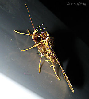 Checkered Owlet Moth Beautiful Erebidae moth with clear long palpi showing. Wing patterns with seemingly checkered creamy white lines on dark brown wings. Attracted to the building lights in a primary rainforest.

Same as: 
https://www.jungledragon.com/image/86787
https://www.jungledragon.com/image/86785
https://www.jungledragon.com/image/86786
https://www.jungledragon.com/image/86789
https://www.jungledragon.com/image/86788 1stopborneo,Borneo,Fobeades crucialis,Geotagged,Malaysia,Winter,erebidae,insects,lepidoptera,moth,sabah,tawau
