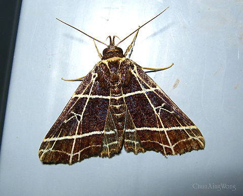 Checkered Owlet Moth Beautiful Erebidae moth with clear long palpi showing. Wing patterns with seemingly checkered creamy white lines on dark brown wings. Attracted to the building lights in a primary rainforest.

Same as:
https://www.jungledragon.com/image/86787
https://www.jungledragon.com/image/86785
https://www.jungledragon.com/image/86786
https://www.jungledragon.com/image/86789
https://www.jungledragon.com/image/86788 1stopborneo,Borneo,Erebidae,Fobeades crucialis,Geotagged,Malaysia,Winter,insects,lepidoptera,moth,sabah,tawau