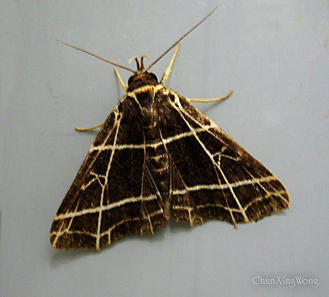 Checkered Owlet Moth Beautiful Erebidae moth with clear long palpi showing. Wing patterns with seemingly checkered creamy white lines on dark brown wings. Attracted to the building lights in a primary rainforest.

Same as:
https://www.jungledragon.com/image/86787
https://www.jungledragon.com/image/86785
https://www.jungledragon.com/image/86786
https://www.jungledragon.com/image/86789
https://www.jungledragon.com/image/86788 1stopborneo,Borneo,Erebidae,Fobeades crucialis,Geotagged,Malaysia,Winter,insects,lepidoptera,moth,sabah,tawau