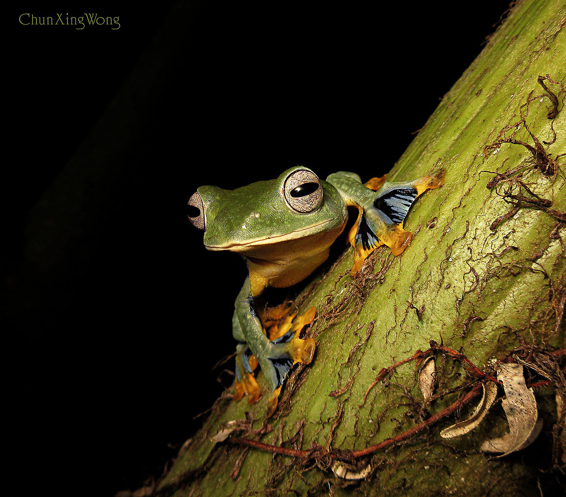 Borneo Flying Frog Thank you for the promotion into Bull Frog class today. As a reward, I am sharing this awesome frog from Borneo. An gliding tree frog which is rare and endemic only to good primary rainforest in Borneo. Looks similar to the Wallace&#039;s flying frog which is larger and more common but lack of the bluish pigment. Described not too long ago. This is one of the most beautiful frogs in Borneo but not much is known about this species as it usually stays up in the tree canopy. 1stopborneo wildlife,Fall,Geotagged,Malaysia,Rhacophorus borneensis,amphibian,borneo,herpetology,herping,rhacophorus borneensis