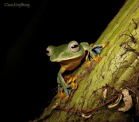 Borneo Flying Frog Thank you for the promotion into Bull Frog class today. As a reward, I am sharing this awesome frog from Borneo. An gliding tree frog which is rare and endemic only to good primary rainforest in Borneo. Looks similar to the Wallace's flying frog which is larger and more common but lack of the bluish pigment. Described not too long ago. This is one of the most beautiful frogs in Borneo but not much is known about this species as it usually stays up in the tree canopy. 1stopborneo wildlife,Fall,Geotagged,Malaysia,Rhacophorus borneensis,amphibian,borneo,herpetology,herping,rhacophorus borneensis