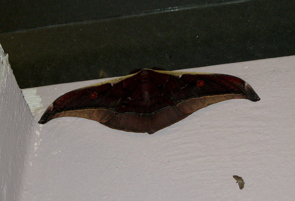 Assam Silkworm Moth Also known as the Muga Silkworm Moth from the Saturniidae family. This family of moths, the Saturniids, are among the largest moths in the world. This huge moth has a wingspan that could easily cover your hand. There are actually 4 spots / dots on the moth's wings. 2 dark orange dots on each side of the fore wings. 2 more darker spots on it's hind wings. Its antennas are feathery. Wingspan estimated around 150mm wide.<br />
<br />
   Antheraea assamensis,Fall,Geotagged,Malaysia,borneo,entomology,insects,lepidoptera,moth,saturniidae