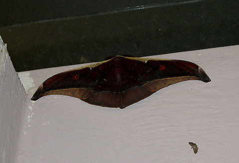 Assam Silkworm Moth Also known as the Muga Silkworm Moth from the Saturniidae family. This family of moths, the Saturniids, are among the largest moths in the world. This huge moth has a wingspan that could easily cover your hand. There are actually 4 spots / dots on the moth's wings. 2 dark orange dots on each side of the fore wings. 2 more darker spots on it's hind wings. Its antennas are feathery. Wingspan estimated around 150mm wide.

   Antheraea assamensis,Fall,Geotagged,Malaysia,borneo,entomology,insects,lepidoptera,moth,saturniidae