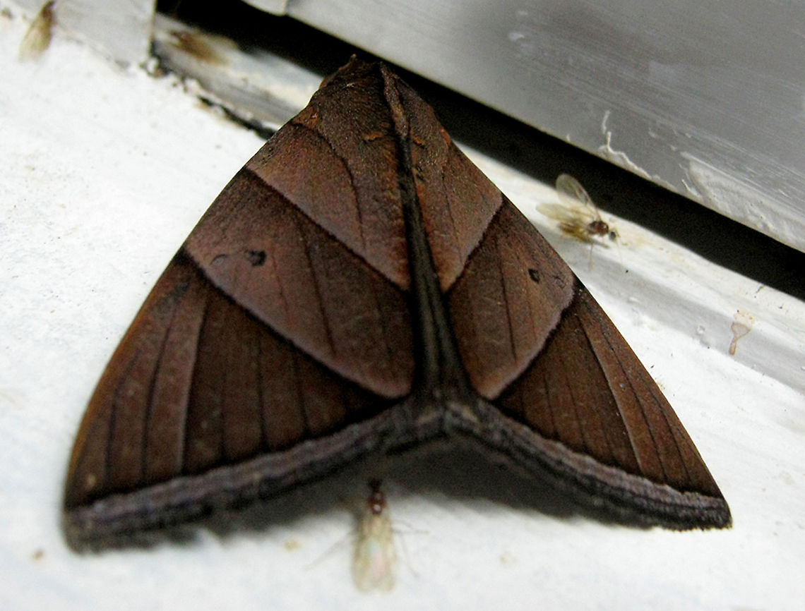 Chocolate Owlet Moth A chocolate brown triangular moth attracted to the building lights. Wings with shades of chocolate brown with black line patterns. 2 dots on both sides of its forewings. Artena inversa,Fall,Geotagged,Malaysia,borneo,entomology,erebidae,lepidoptera,moth