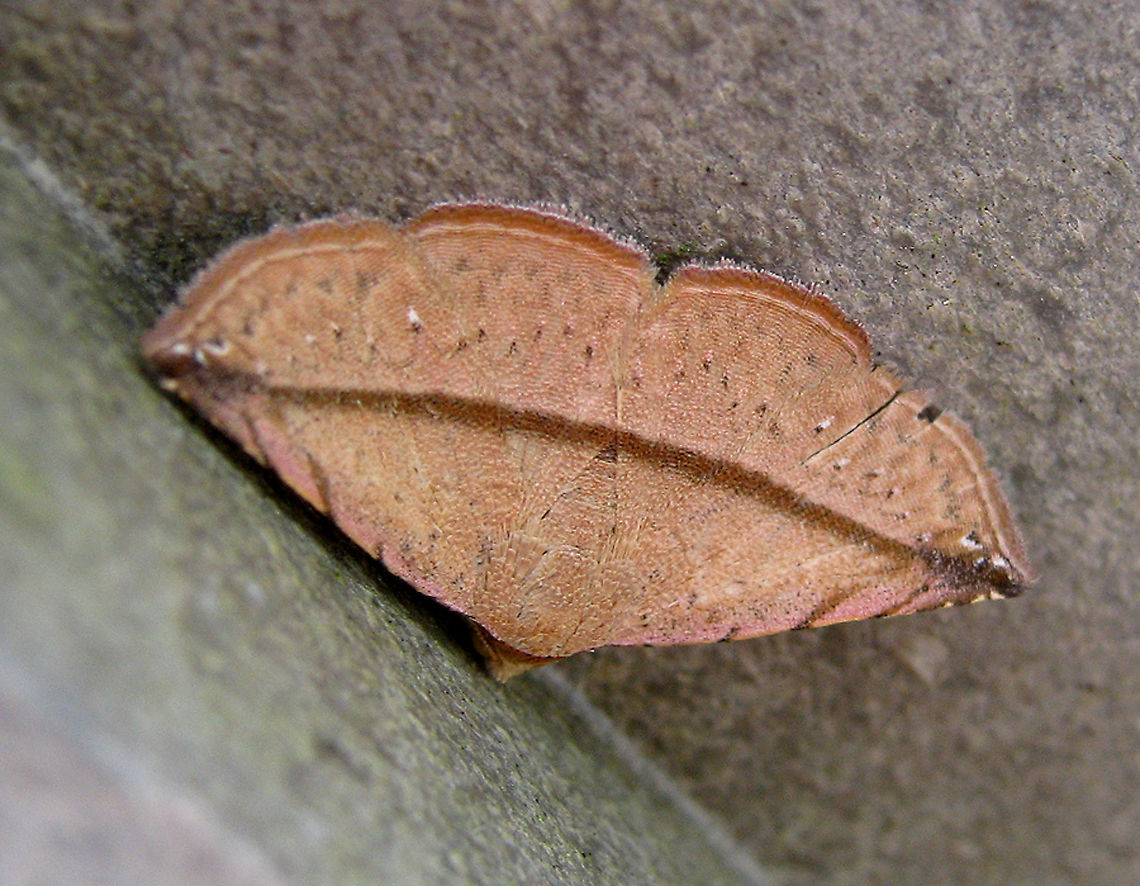 Leaf-mimic Moth A brown moth that mimics small dry leaf. Wingspan less than 30mm. Thanks to 57Andrew, I now know that the species is Eublemma perversicolor.            Eublemma perversicolor,Fall,Geotagged,Malaysia,borneo,entomology,insects,moths