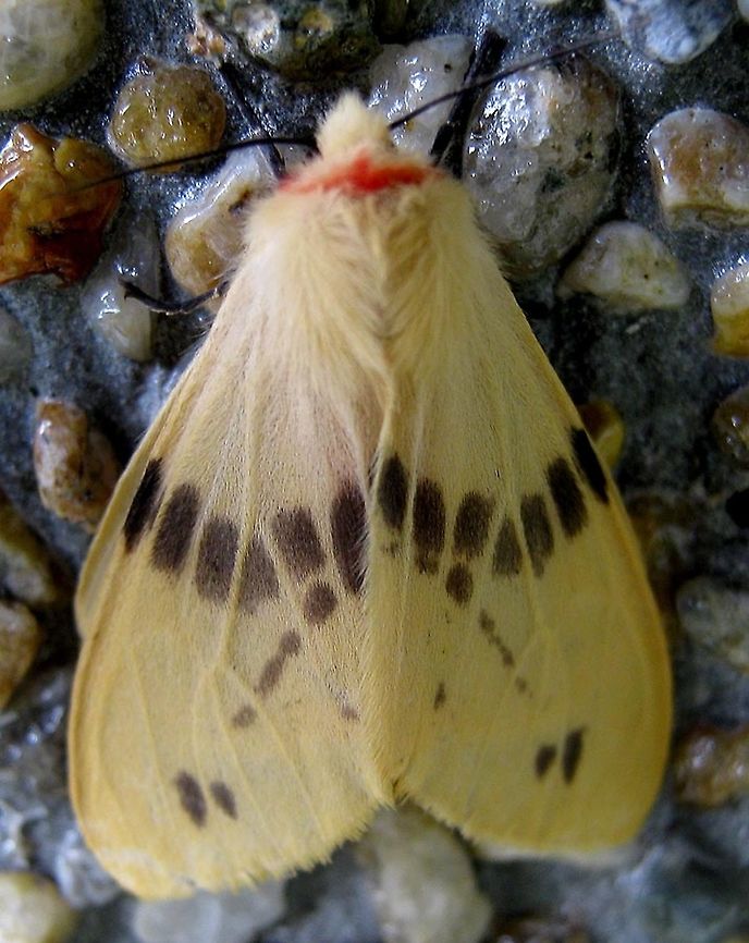 Redneck Moth Common name just for fun. There is a distinctive bright red line between its hairy head and thorax, thus the "redneck". Wings are creamy brown, Legs and antennas are black, and so are the dotted patterns. There can be pattern morphs in this species. It has less black spots on the lower streak on its wings than other moths of the same species.<br />
<br />
Borneo,Fall,Geotagged,Lemyra bornemontana,Malaysia,entomology,insects,lepidoptera,moths