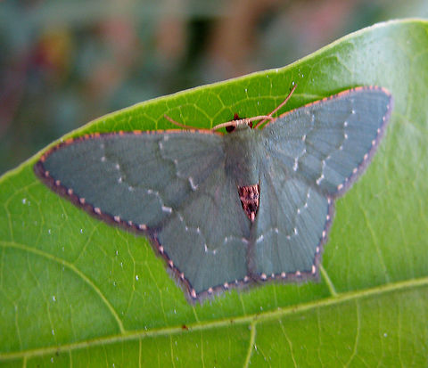 Emerald Moth                               A small grayish green Geometer Moth. Wingspan about 2 cm. Obvious white antennas. Bright brown marks on the front line of its wings. 2 wavy lines across its wings (typical of the Hemithea genus). Grey and blue is seen at the back edges of the wings with white dots on the thin blue line. The dirty-brown in the middle of its wings is the exposed abdomen.

  Fall,Geotagged,Hemithea wuka,Malaysia