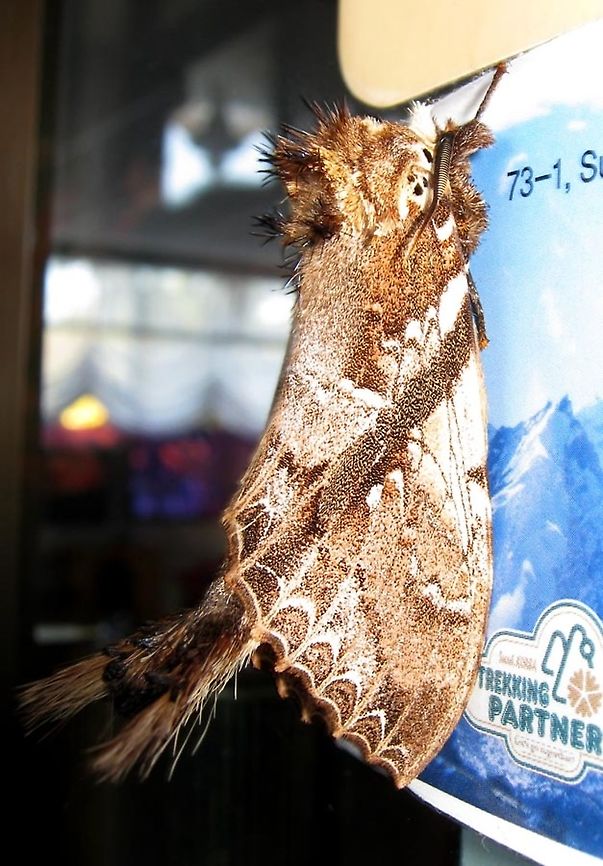Bushy-tail Moth A brown hairy moth that owns 2 long hairy structure at the end of it's tail. Around 25mm. It is unlike most of the other moths here that fly away when disturbed. Instead it stands it's ground and spread out the hairs on the 2 structures on it's tails as a defense mechanism. Dudusa vethi,Fall,Geotagged,Malaysia