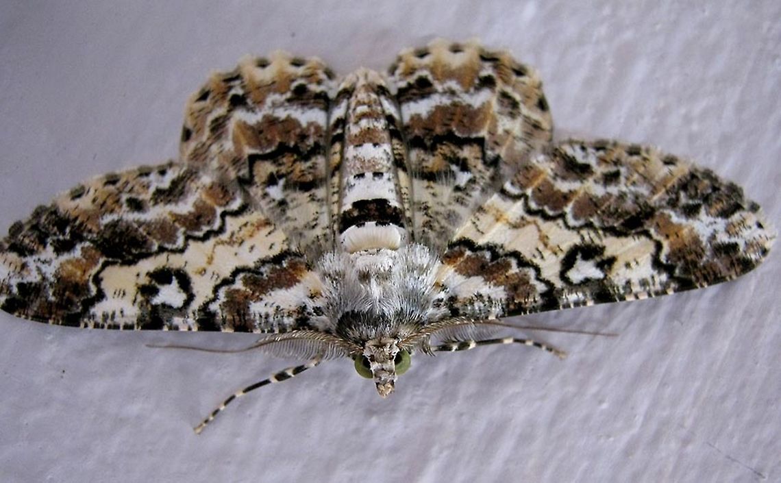 Green Eyed Moth                                A moth of the Ennominae subfamily. About 12mm in body length. Body consist of white, black and many different kinds of brown shades in wavy bands and stripes. Green eyes, a contrast to the rest of the body. Feather-like antennae. Cleora determinata,Fall,Geotagged,Malaysia,borneo,entomology,geometridae,insects,moths