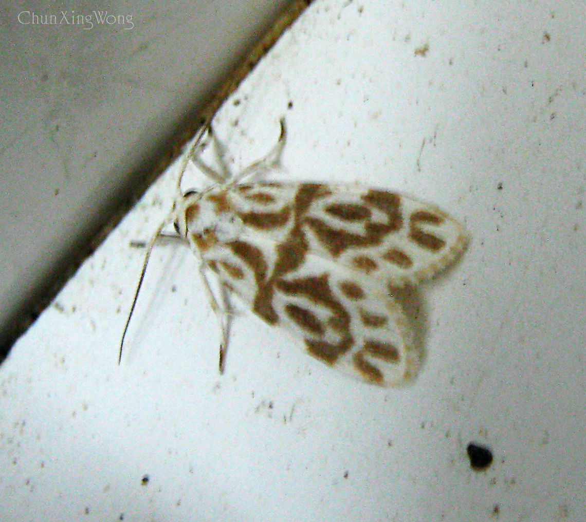 Adites Tiger Moth A small tiger moth, 10mm in length from forehead to wingtip. White with dark brown patterns. All moths under the Adites genus look very similar. This one is probably an Adites curvata, but could be a new species as well. Borneo,Geotagged,Malaysia,Winter,arctiidae,arctiinae,entomology,insects,malaysia,moths,sabah