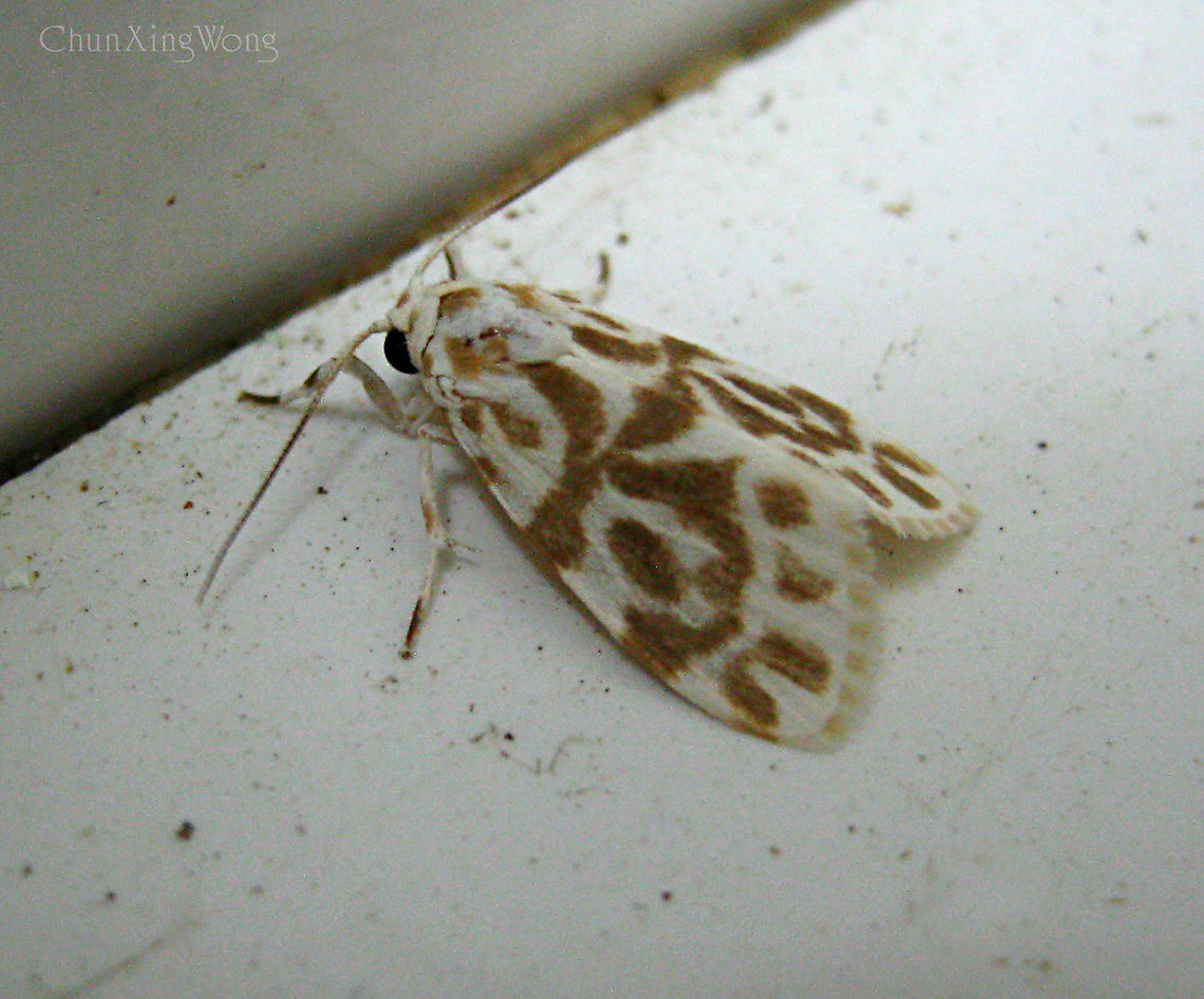 Adites Tiger Moth A small tiger moth, 10mm in length from forehead to wingtip. White with dark brown patterns. All moths under the Adites genus look very similar. This one is probably an Adites curvata, but could be a new species as well. Geotagged,Malaysia,Winter,arctiidae,arctiinae,borneo,entomology,insects,moths,sabah